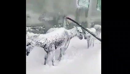 Sokakta donmak üzere olan eşekler kurtarıldı