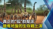 真正的“狐”群幫派 搶奪地盤的生存戰上演