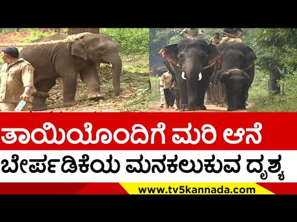 ತಾಯಿಯಿಂದ ಮರಿ ಆನೆ ಬೇರ್ಪಡಿಕೆಯ ಮನಕಲುಕುವ ದೃಶ್ಯ | Elephant | Shivamogga | Tv5 Kannada