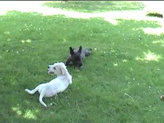 Party chiens 6 juin 2007