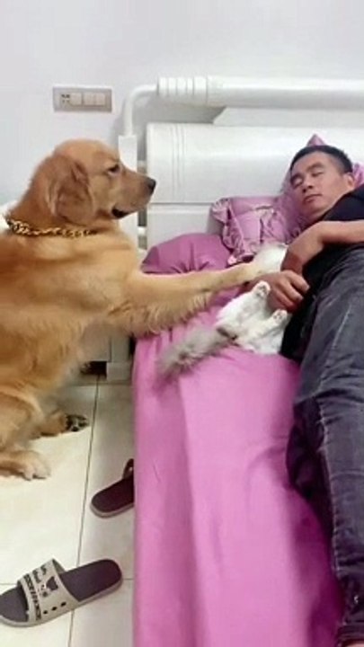 funny pet video 2022 