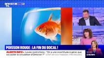 Vers la fin du bocal pour les poissons rouges ?