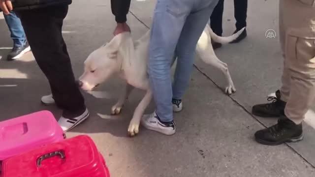 7 yasaklı ırk köpek barınağa teslim edildi