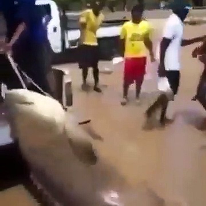 Ikan kerapu terbesar di dalam mobil