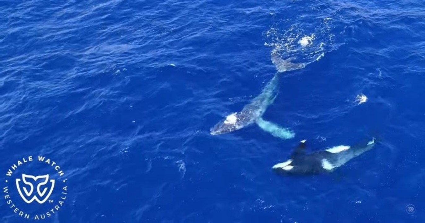 En Australie, un groupe d'orques a libéré une baleine à bosse prise au piège dans un filet de pêche