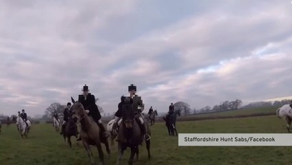 Anti-fox hunt activist is rundown by callous rider