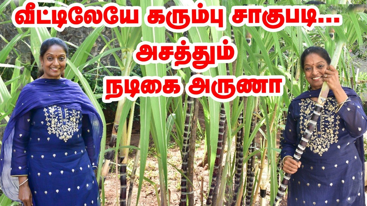 வீட்டிலேயே பொங்கல் கரும்பு சாகுபடி... நடிகை அருணாவின் அசத்தல் முயற்சி  | Pasumai Vikatan