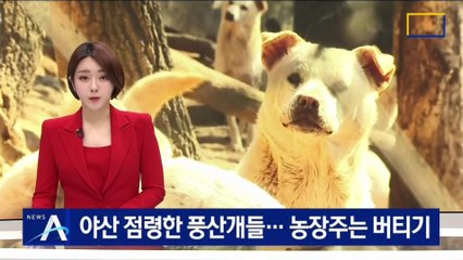 야산 점령한 풍산개 150여 마리…농장주는 버티기