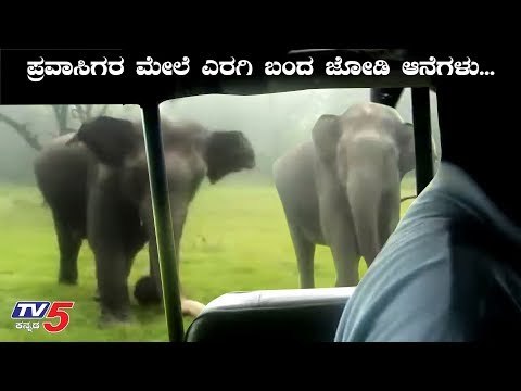Elephant Chasing Safari Jeep | Bandipur | Chamarajanagar | TV5 Kannada