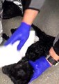 Donmak üzere olan yavru keçiye ambulansta müdahale