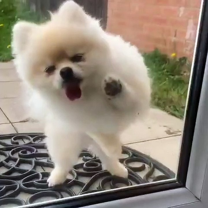 Cute Dog - #10