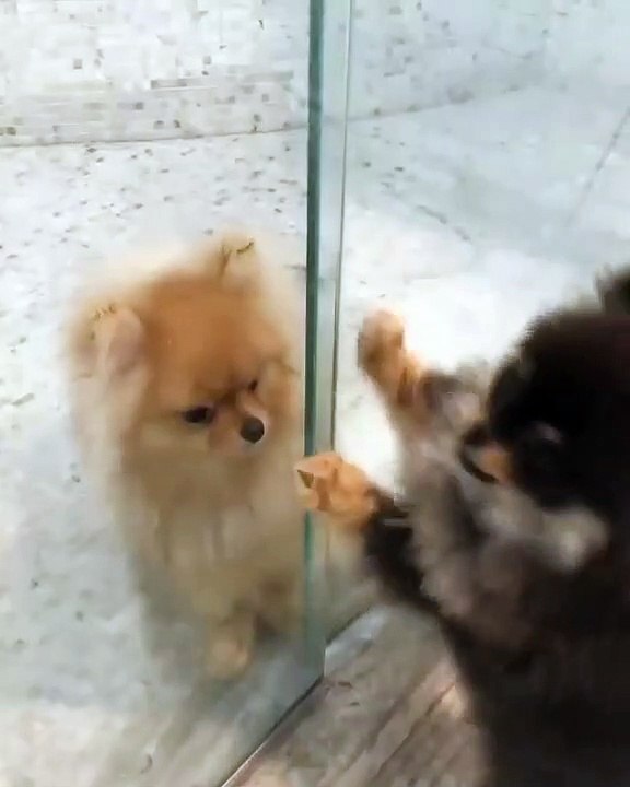 Cute Dog - #12