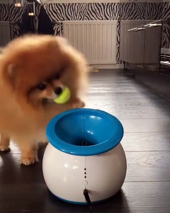 Cute Dog - #14