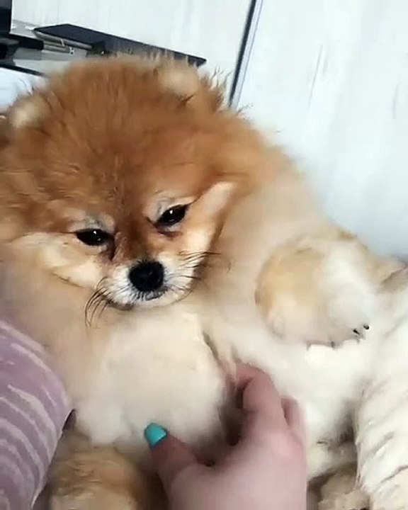 Cute Dog - #16