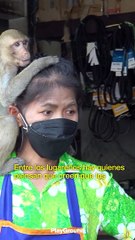 La vida cuando hay más monos que personas en tu ciudad 