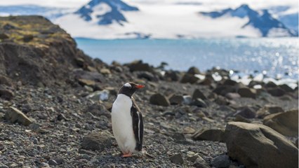 Un manchot filme sa propre attaque sur un banc de sardines
