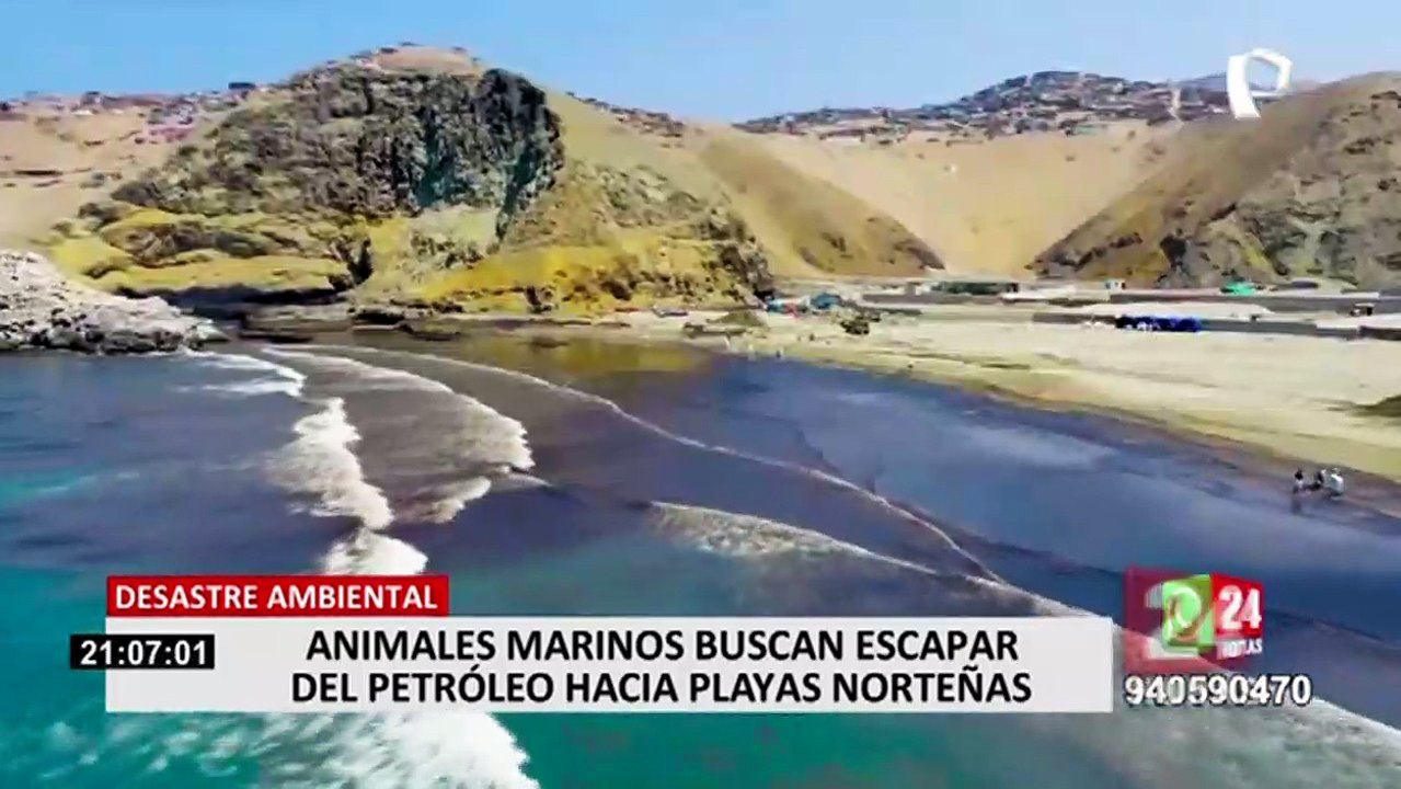 Derrame de petróleo en Ventanilla: animales marinos buscan escapar del petróleo hacia playas norteñas