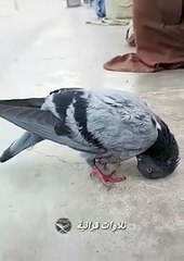 عاجل  شاهد ماذا تفعل الطيور  عند الكعبه