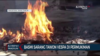 Basmi Sarang Tawon Vespa Di Permukiman