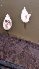 Ducks  Noise Video By Kingdom of Awais