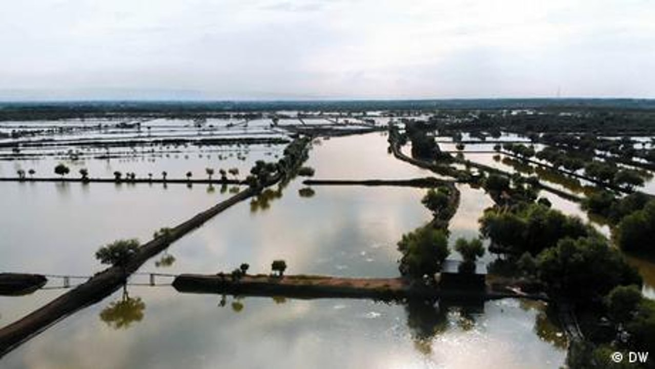 Indonesia: Mangrove forests help fish farmers