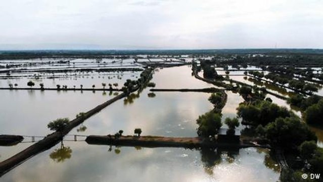 Indonesia: Mangrove forests help fish farmers