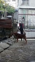 Clever Dog Gets Pack In and Out of Gate