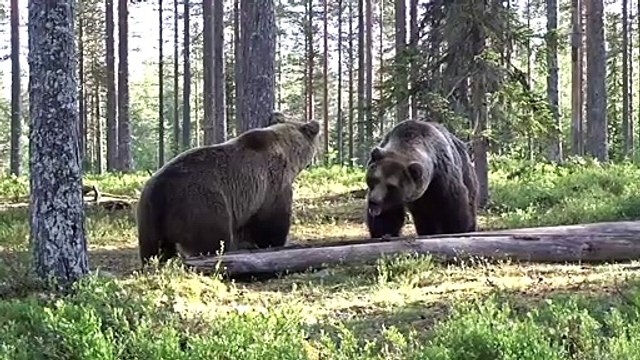 Une bagarre très violente entre des grizzlys