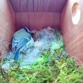 Un oiseau crée son nid dans cette maison de bois en quelques instants