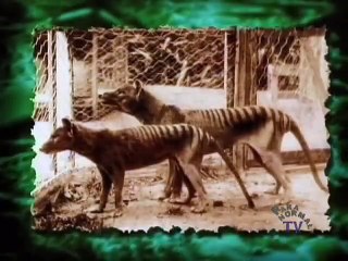 Yowie the Australian Bigfoot Part 2 Conclusion