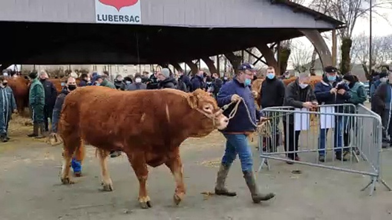 Les races Limousines sur le tremplin du salon de l'Agriculture à Lubersac