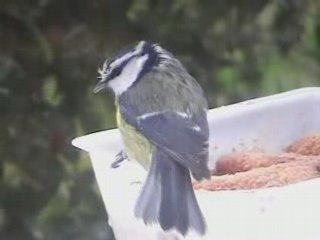 Mésanges clip sur agressivité