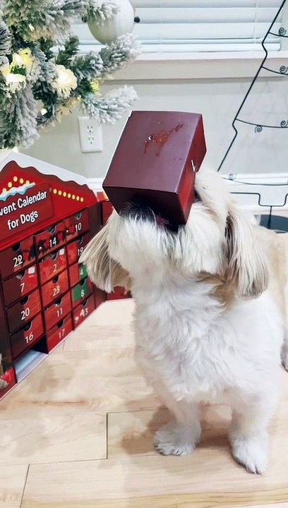 Dog Advent Calendar Gone Wrong