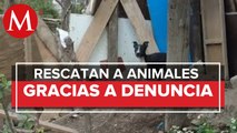 Rescatan a 29 perros y otras especies maltratados en predio de Coacalco