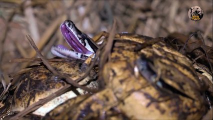 Download Video: Assistez à la naissance de serpents sortants de l'oeuf