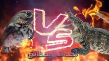 5 مواجهات نادرة جدا بين الحيوانات لو لم تصور لما صدقها أحد 5 very rare encounters between animals, if they were not filmed, no one would believe them