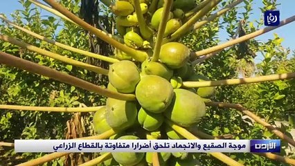 موجة الصقيع والانجماد تلحق أضرارا متفاوتة بالقطاع الزراعي