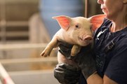 Kidneys From Genetically-Altered Pig Transplanted Into Human Patient for First Time