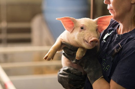 Kidneys From Genetically-Altered Pig Transplanted Into Human Patient for First Time