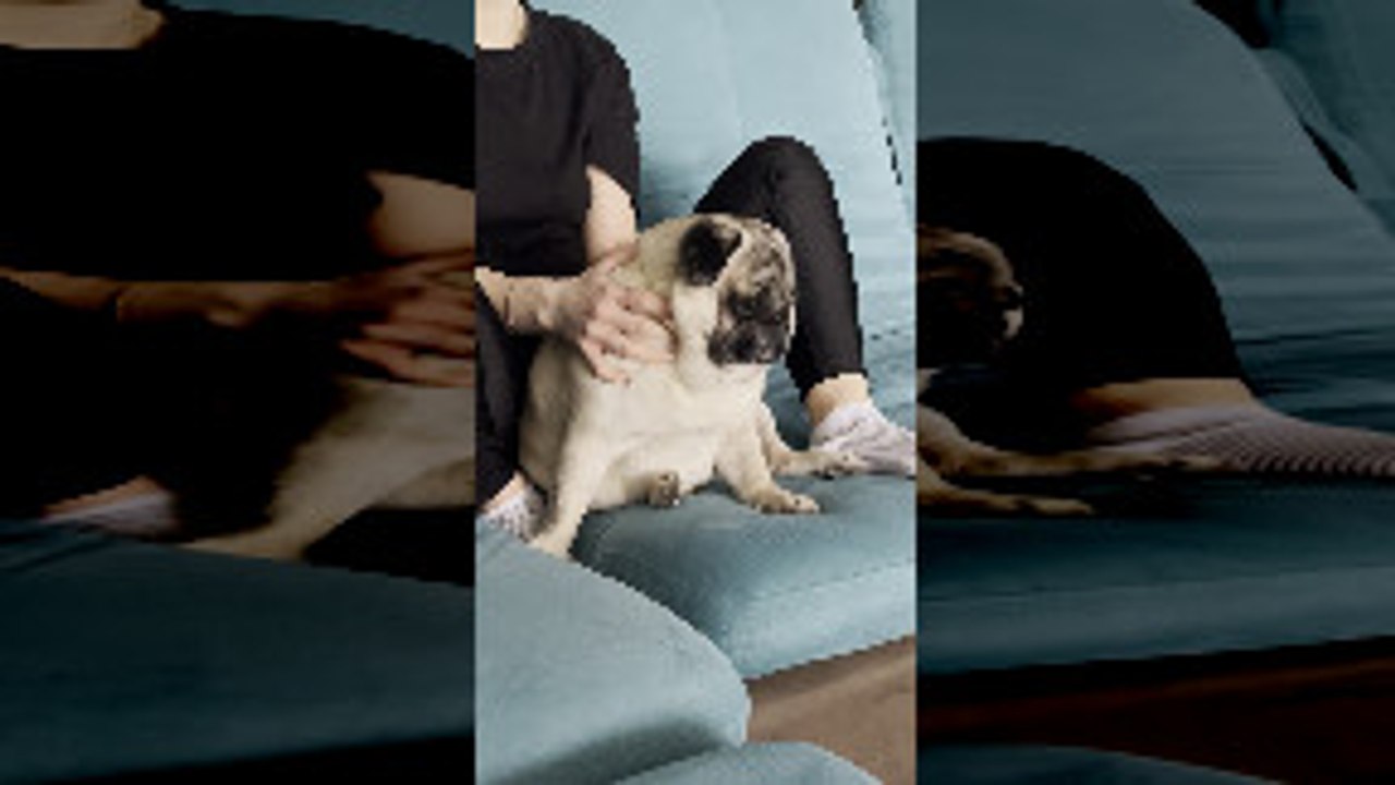 Plump Pug Has Trained its People Well