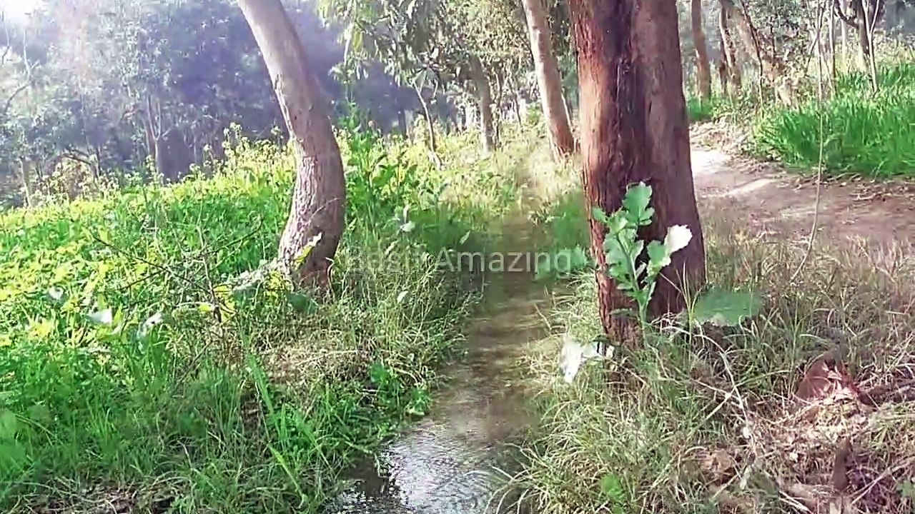 A Beautiful Evening scene in Punjab Village || Punjab Village Nature