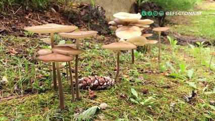 Así ayudan los hongos en la lucha contra el cambio climático, la desigualdad y más