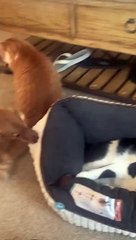 Pup Doesn't Want to Share Bed With Feline Friend