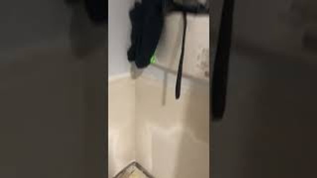 Cat Ends up in Walls After Workers Fix Flood Damage