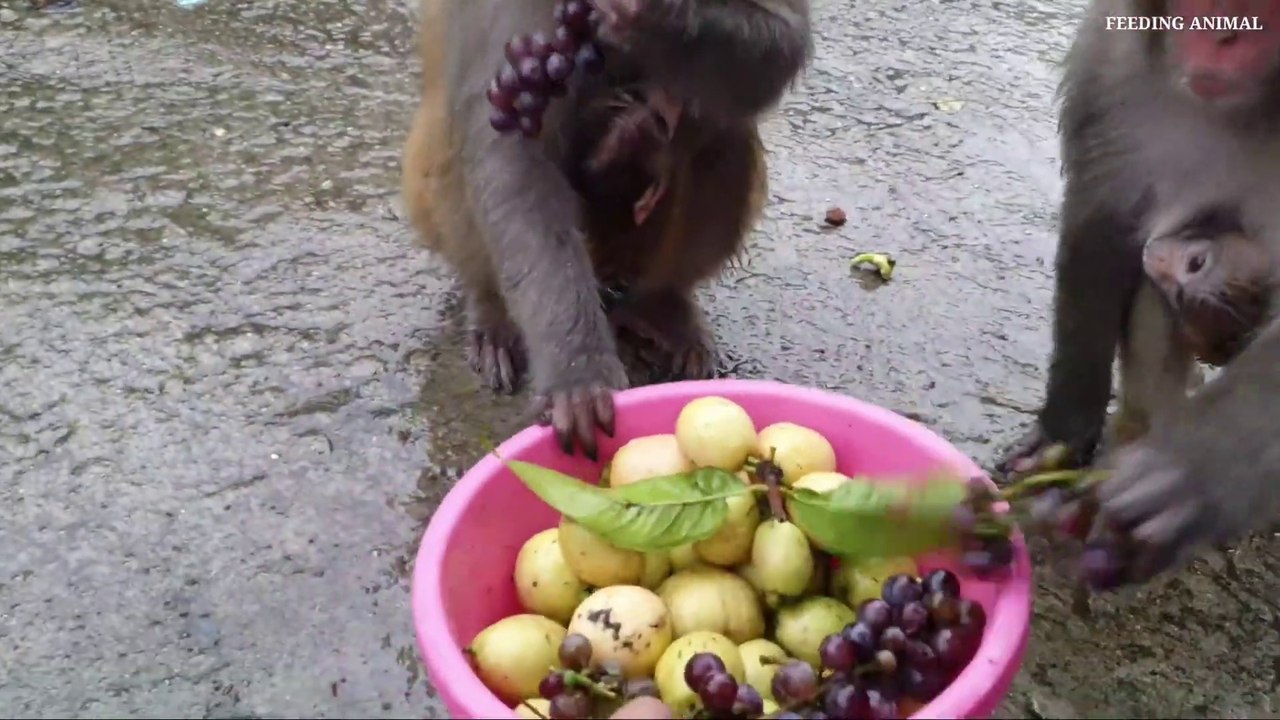 Syzygium jambos rose apple for monkey _ feeding rose apple to the hungry monkey _Full-HD