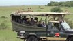 SAFARI PARK-LIVE CHEETAH  WILD LIFE-  Cheetah jumps into a Safari Vehicle - Masai Mara - Kenya-HDD