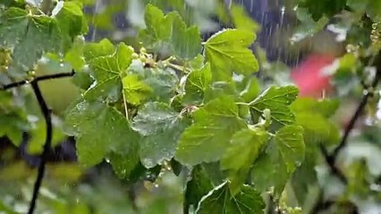 Free Rain Sound Effect  No Copyright Royalty Free Sound