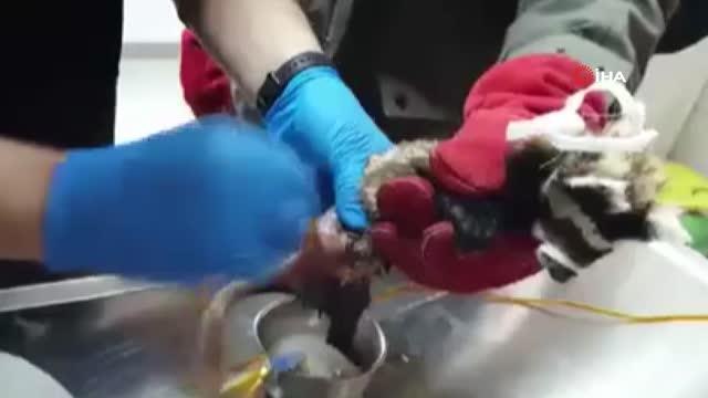 Köpeklerin saldırısında yaralanan yavru alaca sansar tedavi altına alındı