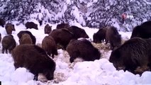 Zorlu kış aylarındaki yaban hayatı böyle görüntülendi