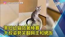 美短幼貓站著棒賽  大叔姿勢笑翻飼主和網友
